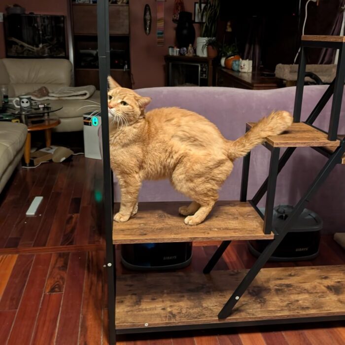 NatureLux Полица photo review